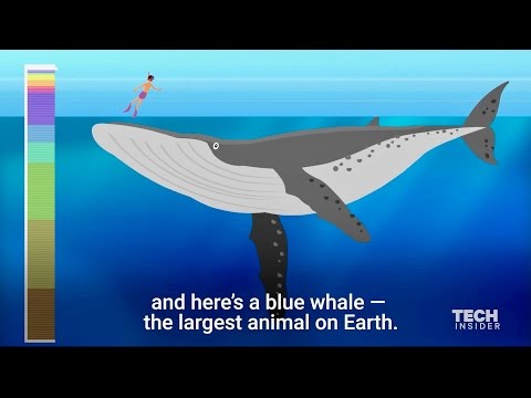 How Deep Is The Ocean? -  Incredible Animation Shows Us