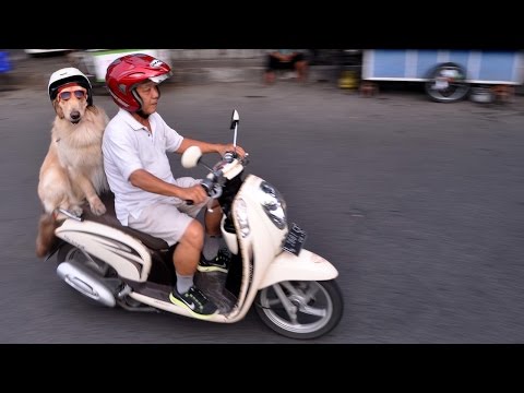 The Very Hairy Bikers: Pooches Ride On Owner's Moped