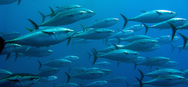 tuna school