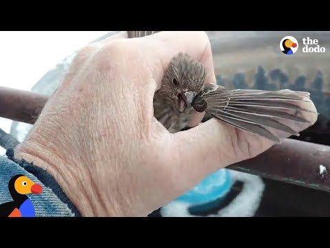 Bird Frozen To Metal Fence Rescued by Kind Man | The Dodo