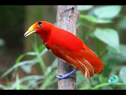 Beautiful Exotic Birds with Relaxing Music and Bird Sounds