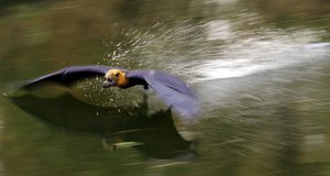 File - A Grey Headed Flying Fox skims a creek in an effort to soak his body with cooling water as temperatures reach 45 degree celcius (113 fahrenheit) in Sydney's western suburbs Thursday, Jan. 30, 2003.