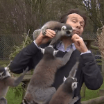 A Pensive BBC Reporter Is Overrun By a Troop of Ring Tailed Lemurs Who Find Him Irresistible