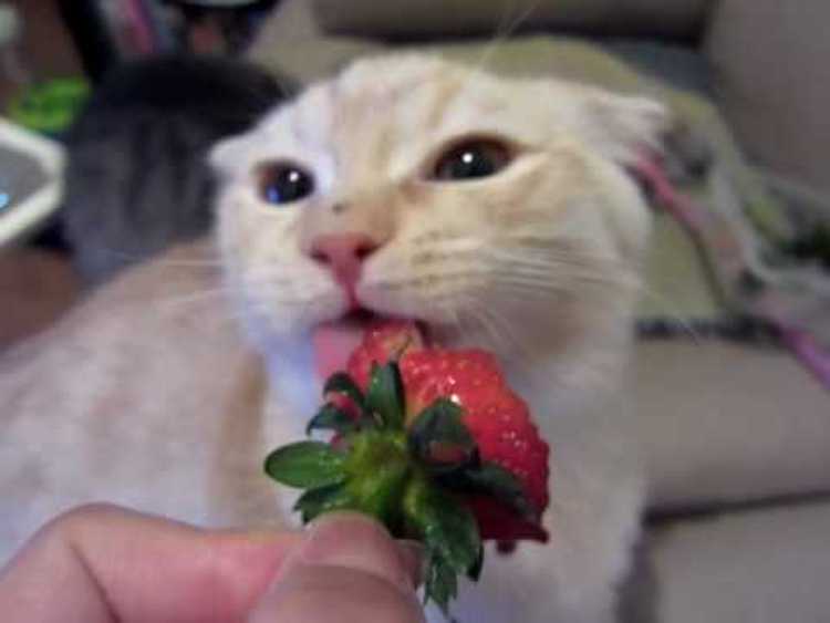 Two Kittens Take Turns at Greedily Eating the Same Strawberry