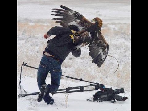 World'S 7 GREATEST EAGLE ATTACKS EVER (GRIZZLY,KANGAROO... & MAN) HD