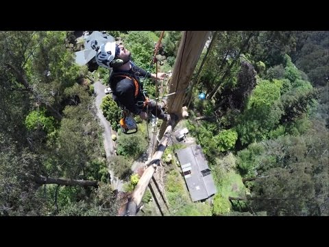 Sherbrooke Mountain Ash Dismantles 2