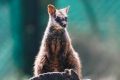 A wallaby was spotted hopping across the Harbour Bridge on Tuesday morning.