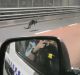 A wallaby spotted crossing the Sydney Harbour Bridge.