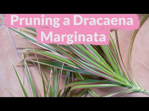 A Dracaena Marginata Needs Pruning: How To Do It