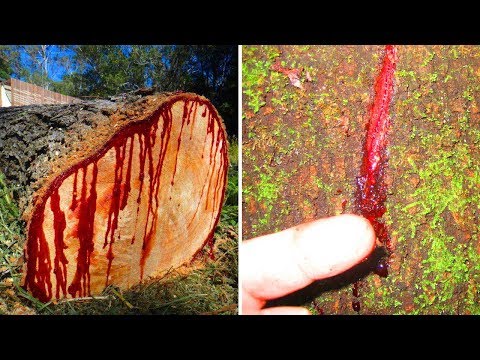 Facts about the strangest tree in the world | Dragon Blood