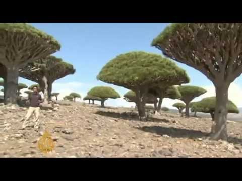 the dragon blood tree...one of most bizarre trees of the world..شجرة دم الاخوين