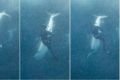 With one fin gone, Callum Stewart is pictured about three metres from the great white as it appears to decide whether he ...