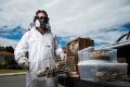 ACT pest control specialist Jim Beriesheff with wasp nests he has removed.