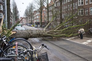 A man who escaped unharmed picks up his gloves after his scooter was hit by a crashing tree uprooted by heavy winds in Amsterdam, Netherlands, Thursday, Jan. 18, 2018. Scores of flights and trains were cancelled in The Netherlands and drivers were warned to stay off the roads as the country took a powerfull hit of a storm which was set to lash large parts of Europe.