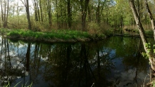 Fish in contaminated water