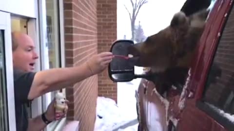 Un ours qui mange une crème glacée.