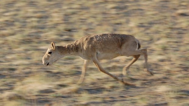 Mongolia Threatened Antelope