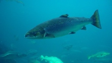 atlantic salmon 