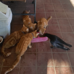 Four Orange Tabby Cats Surprisingly Dine Peacefully Alongside Their Newly Adopted Crow Sibling