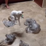 A Wiry Cat Repeatedly Leaps Up Off the Ground While Chasing After Flying Plastic Grocery Bags