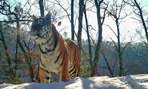 Photo courtesy of Land of the Leopard National Park