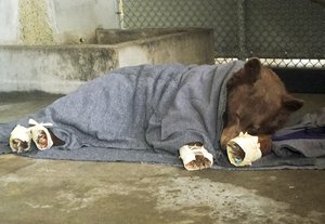 This January, 2018 photo provided by the California Department of Fish and Wildlife shows a bear, injured in the Thomas wildfires, resting with its badly burned paws wrapped in fish skin -  tilapia - and covered in corn husks during treatment at the University of California, Davis Veterinary Medical Teaching Hospital in Davis, Calif. Veterinarians successfully used alternative medical treatments such as acupuncture and wrapping wounds in fish skin on two bears and a mountain lion burned in the Southern California wildfires, vets at UC Davis said Wednesday, Jan. 24, 2018.