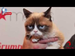 Grumpy Cat snatches lump of cash in California court