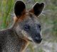 'Sydney' the swamp wallaby heads back to the bush