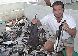 Ein Besatzungsmitglied von Sea Shepherd zeigt einige der Haifischflossen, die an Bord des Langleinenfischers gefunden wurden.