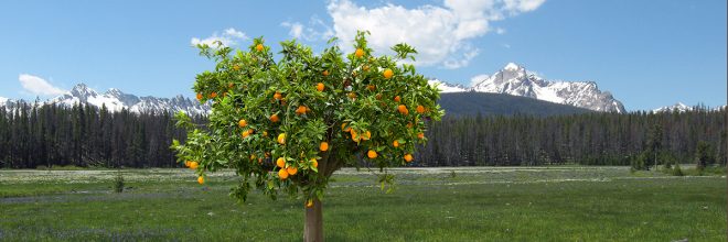 Image of orange tree in front of Idaho mountains