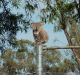 Koala numbers in the Liverpool Plains area have dropped significantly.