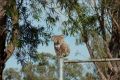 Koala numbers in the Liverpool Plains area have dropped significantly.