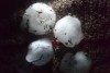 Four large hailstones