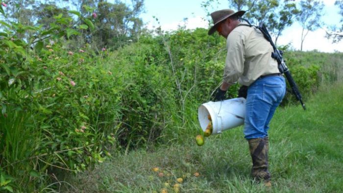 Stephen Andrew lays poisoned mangoes to kill feral pigs