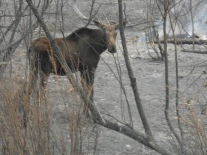 Moose Lolo Creek Complex