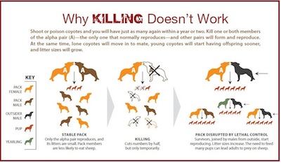 coyote-killing-infographic