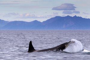 File - A killer whale or orca tail slapping in Vestfjord, Norway.