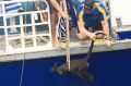 Manly Fast Ferry crew haul the wallaby on board. 