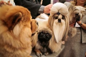 Chinese dog breeds pose for a picture during a news conference in New York, Tuesday, Jan. 30, 2018. The dogs were part ...