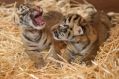 he two female cubs were born on January 24 to the park's 14-year-old tiger Nika at 9.40am and 10.50am.