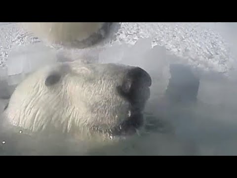 Polar Bears Film Each Other For New Study About Climate Change