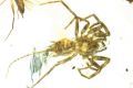 The Cretaceous arachnid Chimerarachne yingi, resembling a spider with a tail, was found trapped in amber in Myanmar ...