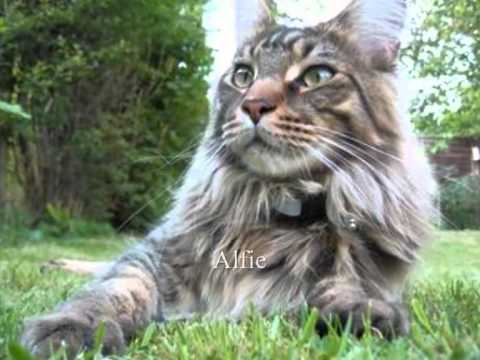 Cats and Kittens - Coonawarra Maine Coons