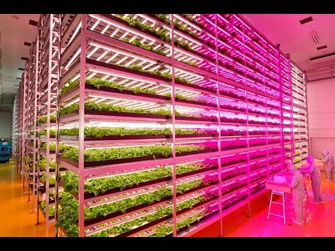 Japanese Farmer Builds Epic Indoor Vegetable Factory