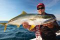 A good example of a Yellowtail Kingfish.