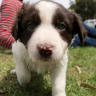 Border collie puppies rescued in Logan fraud raid