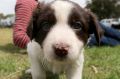 The border collie puppies used in the alleged fraud were found safe and well. (FILE PIC)