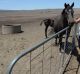 Alex Kean with his horses on his property near Merriwa in the remarkably dry Upper Hunter region of NSW.