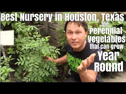 Best Nursery in Houston for Perennial Vegetables that can Grow Year Round