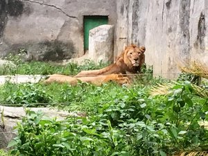 A lion looks on as the other lay on the ground at a zoo. Taken on May 2017.